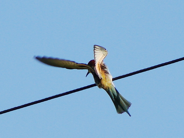 gruccione in volo